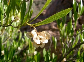 Dodonaea angustifolia L. f.