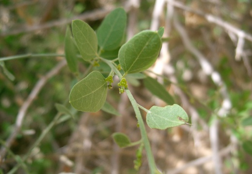 Menispermaceae