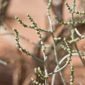 haloxylon-salicornium-saudi-arabia-2.jpg