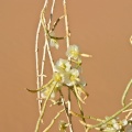 haloxylon-persicum-saudi-arabia-2.jpg