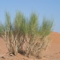 leptadenia-pyrothechnica-saudi-arabia.jpg