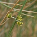 Leptadenia pyrothechnica Decne.