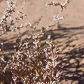 Agathophora alopecuroides (Delile) Fenzl ex Bunge