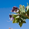 Hyoscyamus muticus L.