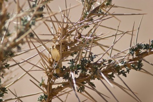 Astragalus spinosus (Forssk.) Muschl.