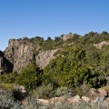 Juniperus procera