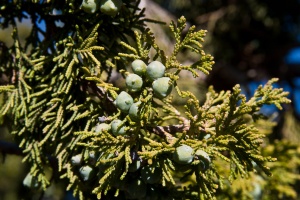 Juniperus procera Hochst. ex Endl.