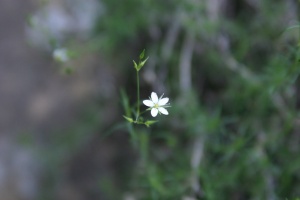 Minuartia filifolia (Forssk.) Mattf.