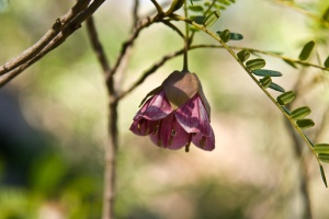 Cadia purpurea (Picciv.) Aiton