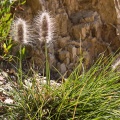 pennisetum-villosum-saudi-arabia.jpg