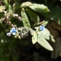 Myosotis ramosissima (Rochel ex Schult.) Schult
