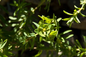 Euphorbia schimperiana Scheele