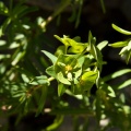 Euphorbia schimperiana Scheele