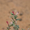 moltkiopsis-ciliata-united-arab-emirates.jpg
