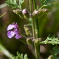 teucrium-botrys-switzerland.jpg