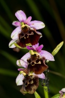 Ophrys holosericea (Burman f.) Greuter