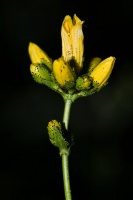 Hpyericum montanum L.