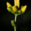 Hpyericum montanum L.