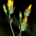 Blackstonia perfoliata (L.) Hudson