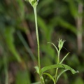 inula-salicina-switzerland.jpg