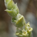 sideritis-syriaca-italy.jpg