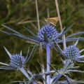eryngium-amethistinum-italy.jpg