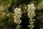Digitalis ferruginea L.