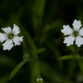 Silene pusilla Waldst. & Kit.