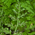 Cystopteris alpina (Jacq.) Desv., sp. indet.
