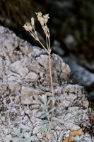 Cerastium tomentosum L.