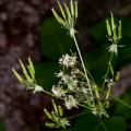 Anthriscus nitida (Wahlenb.) Garcke