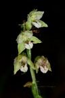 Epipactis helleborine (L.) Krantz