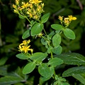 hypericum-tetrapterum-italy.jpg