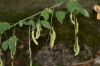 Laburnum anagyroides Medicus