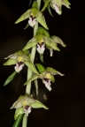 Epipactis purpurata J. E. Smith