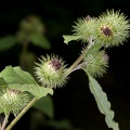 arctium-nemorosum-italy.jpg