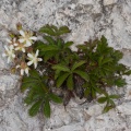 potentilla-caulescens-italy.jpg
