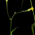 Picris hieracioides L.