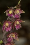 Epipactis atrorubens (Hoffmann) Besser