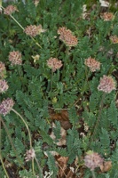 Anthyllis montana L. ?