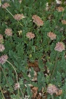 Anthyllis montana L. ?