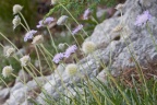 Lomelosia graminifolia (L.) Greuter & Burdet