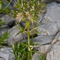 eryngium-campestre-italy.jpg