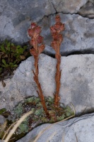 Saxifraga porophylla Bertol.