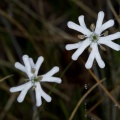 Sliene alba (Miller) Krause
