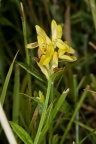 Genista tinctoria L.