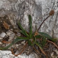 Plantago atrata Hoppe