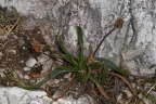 Plantago atrata Hoppe