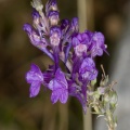 Linaria purpurea (L.) Miller
