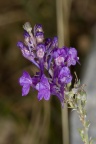 Linaria purpurea (L.) Miller